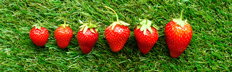 red fresh strawberries on green grass, close view