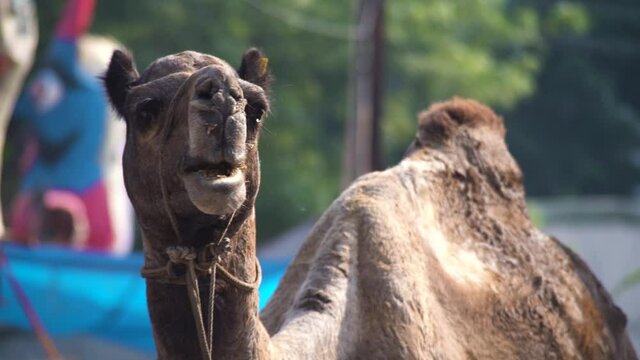 120FPS slow motion shot of camel looking into the camera and eating chewing on grass maize and hay, showing the common beast of burden used in jaipur rajasthan thar desert and to give rides to