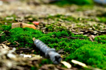 green moss and wood screw