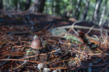La belleza del otoño