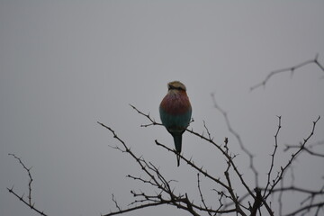 Obraz premium lilac roller