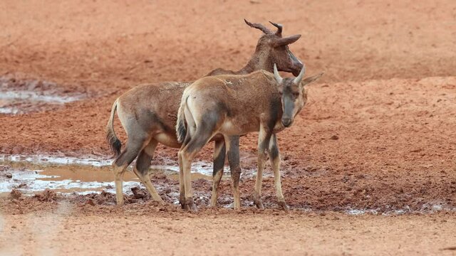 Two tsessebe antelopes (Damaliscus lunatus) at a muddy waterhole, Mokala National Park, South Africa