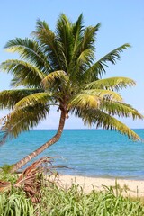 palm tree on the beach