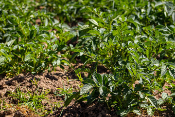 Typical potato field at La Calera municipality at the Cundinamarca region in Colombia