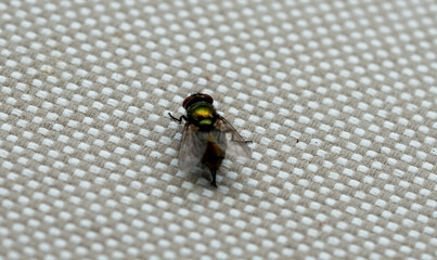 Close up of common house fly. Macrophotography. High quality photo