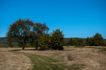 Countryside rural landscape with country road in late summer sunny day