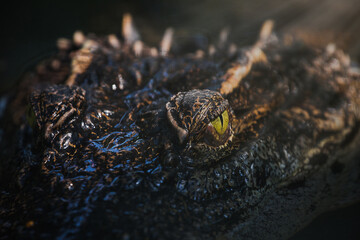 close up - crocodile or alligator eyes.