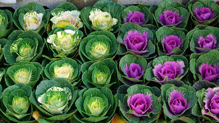colorful ornamental cabbage at the garden