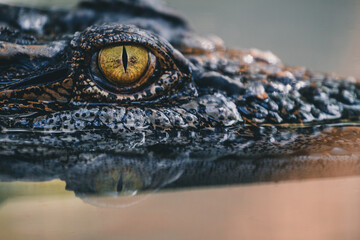 close up - crocodile or alligator eyes. - obrazy, fototapety, plakaty