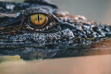 Zelfklevend Fotobehang close up - crocodile or alligator eyes. © ANON