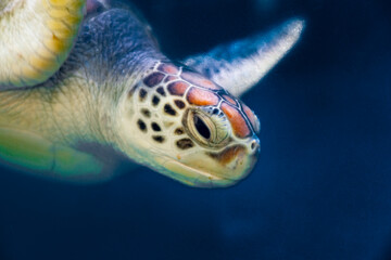 ウミガメのポートレート