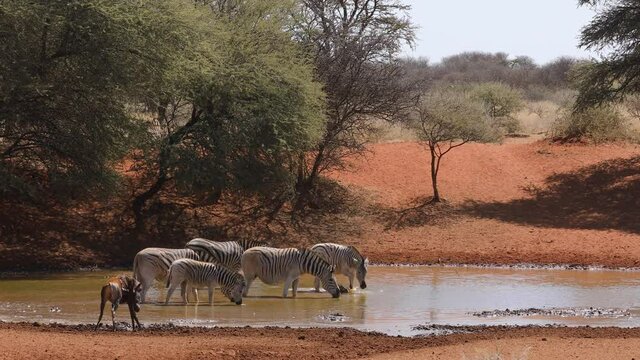 Plains zebras and a tsessebe antelope drinking at a waterhole, Mokala National Park, South Africa