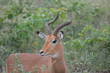 impala antelope in kruger park