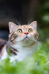 Scottish fold cat are playing in the garden. Tree color kitten are walking in the grass field in the morning.Kittens with folding ears are playing in the garden.