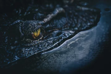 Schilderijen op glas close up - crocodile or alligator eyes. © ANON