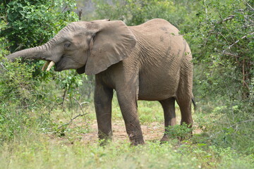 Fototapeta premium african elephant eating