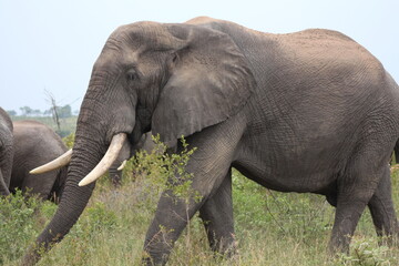 Naklejka na ściany i meble african elephant in the wild