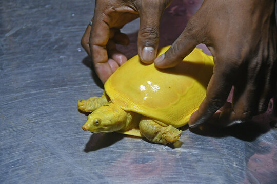Burdwan, West Bengal / India - 27.10.2020: Yellow Turtle - Indian Softshell Turtle prey of rare albinism found from pond in Kaligram village of Purba Bardhaman district and rescued.
