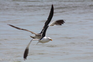 seagull in flight