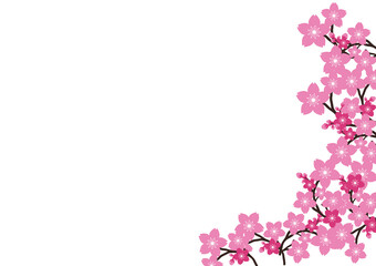 Cherry blossom, Sakura pink flowers background.