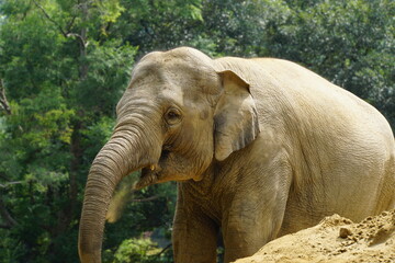 Fototapeta premium アジアゾウ