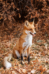 red wild fox in the background of the forest
