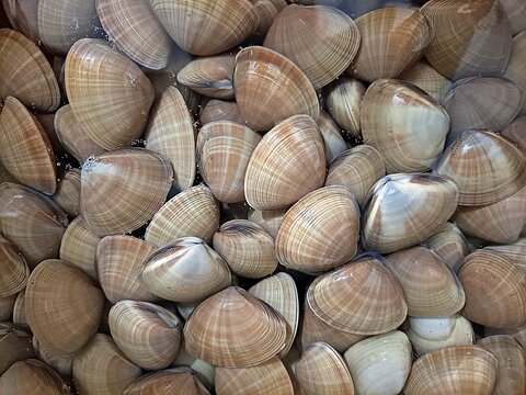 Korea's cute "Yellow Shell"