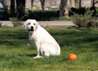 the yellow labrador in the park