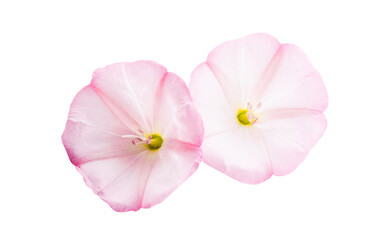 bindweed flower isolated