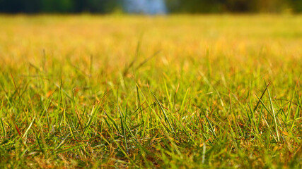 autumn grass in the park