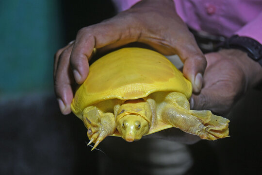 Burdwan, West Bengal / India - 27.10.2020: Yellow Turtle - Indian Softshell Turtle prey of rare albinism found from pond in Kaligram village of Purba Bardhaman district and rescued.
