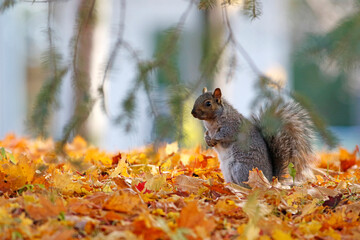 un écureuil gris en automne
