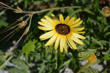 Yellow Flower