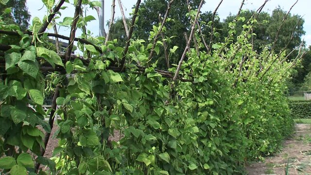 Pole beans, beanstaks growing in vegetable garden. Pole beans have a climbing habit and produce a twisting vine.