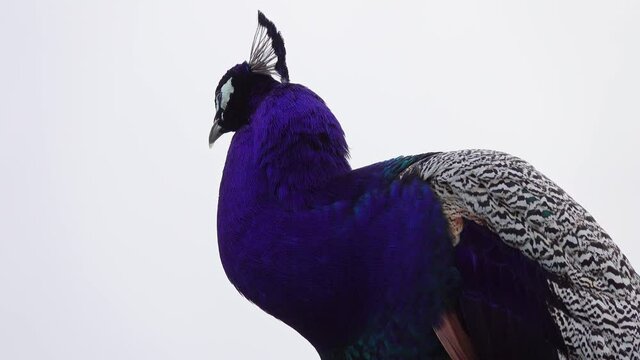peacocks sitting on branch in forest, 4k