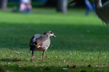 Small Egyptian Goose standing in the park on grass