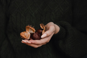 Chestnut on a woman's palm. Chestnut on a green background.