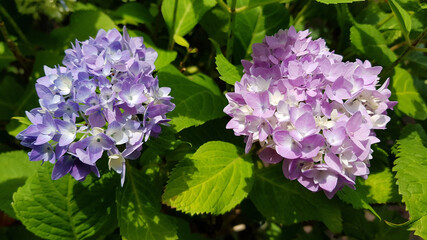 Close up of hydrangea flowers