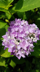Close up of hydrangea flowers