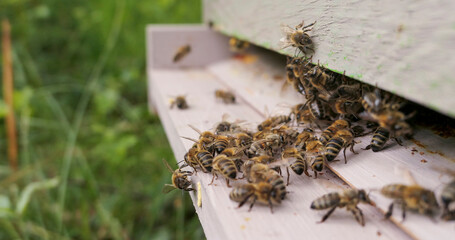 Activité du rucher en automne : vol des butineuses