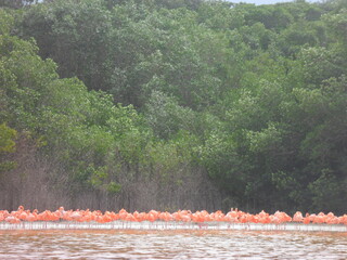 Obraz premium The flora, fauna and Mayan temple ruins of the Yucatan Peninsula, Mexico