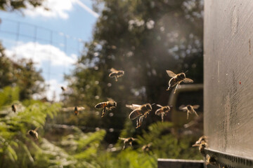 Activité du rucher à l'automne : vol des butineuses