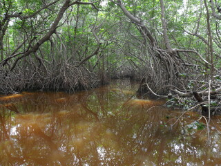 The flora, fauna and Mayan temple ruins of the Yucatan Peninsula, Mexico