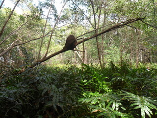 The flora, fauna and Mayan temple ruins of the Yucatan Peninsula, Mexico