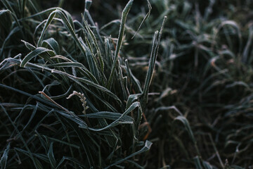 photo of frozen grass. Selective focus. Freezing. Autumn photo of grass covered with hoarfrost. 