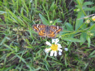 beautiful orange butterfly on flower