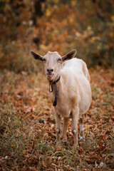 Fototapeta premium beige goat in the autumn forest chews leaves