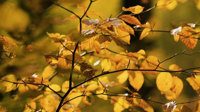 Golden leafes in the sun and the wind.