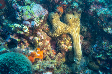 A sea sponge in the sea