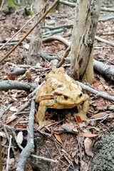 Italy Tuscany Maremma Follonica, encounter in the woods with a giant toad the Bufo bufo